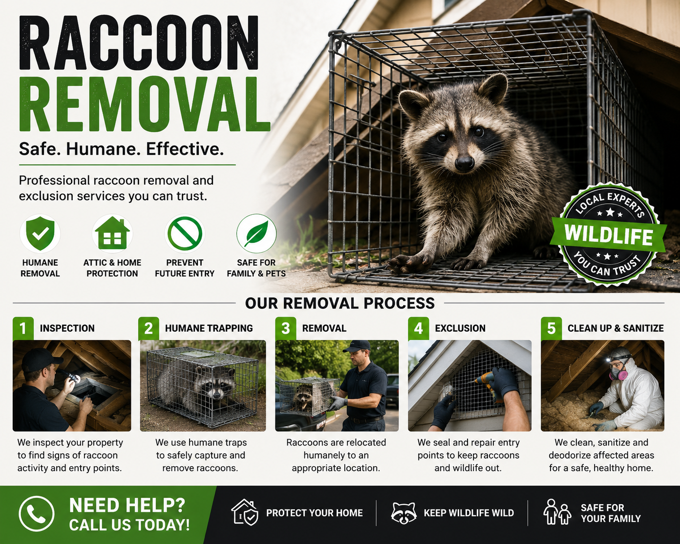 Raccoon Removal Services Near Me: How to Make the Right Choice